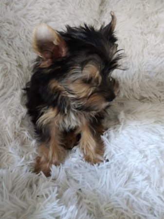 Yorkshire terrier