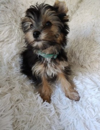 Yorkshire terrier