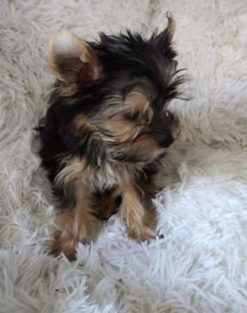 Yorkshire terrier