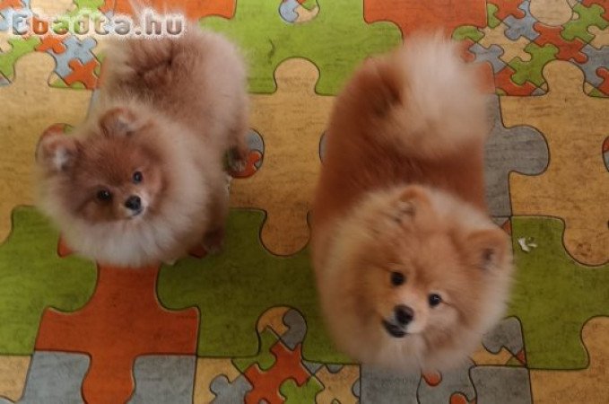 German Spitz-Pomeranian-puppies