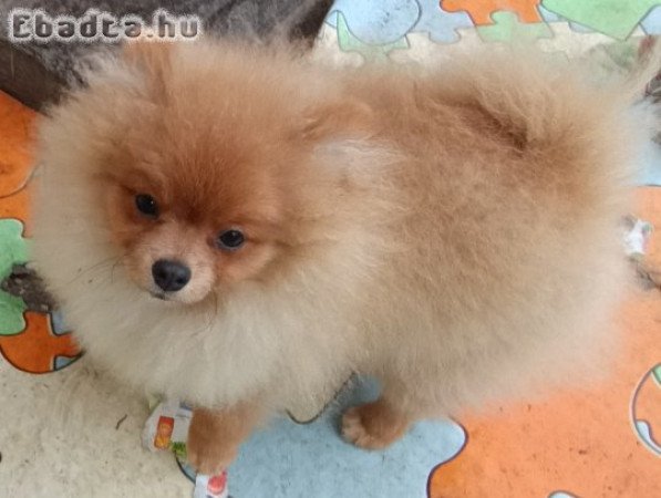 German Spitz-Pomeranian-puppies