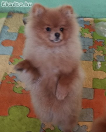 German Spitz-Pomeranian-puppies