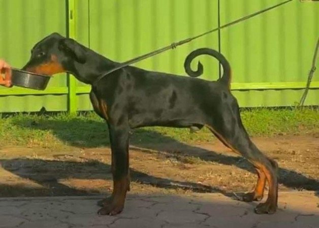 Dobermann