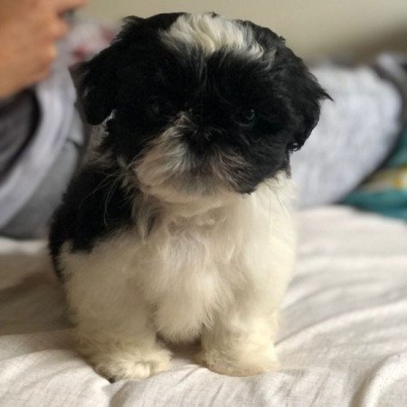 Shih Tzu