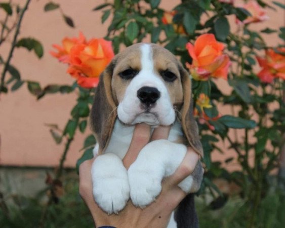 beagle