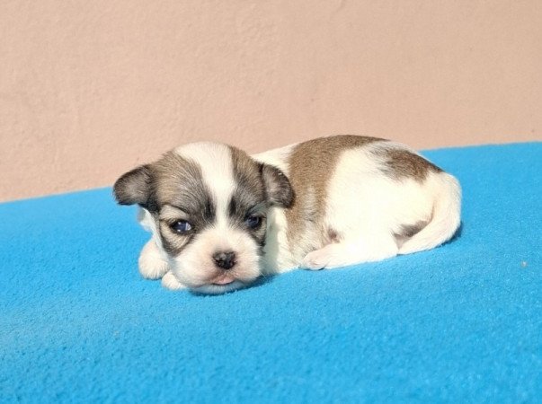 Bichon havanese