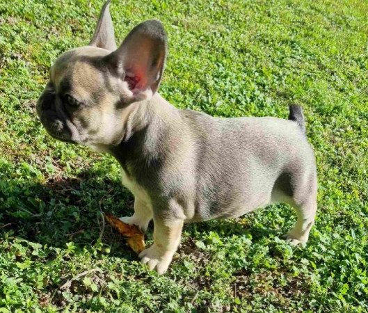 Francia bulldog