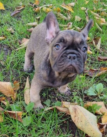 Francia bulldog