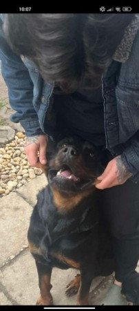 Rottweiler