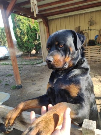 Rottweiler