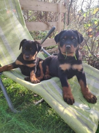 Rottweiler