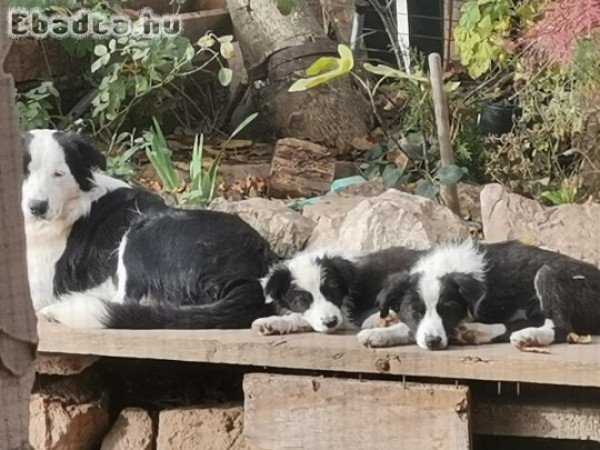 Border collie kutyusok