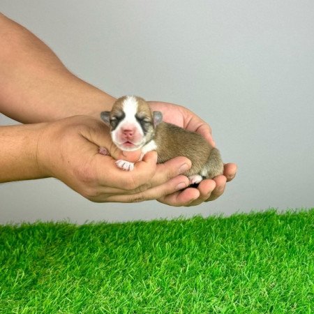 Welsh Corgi Pembroke