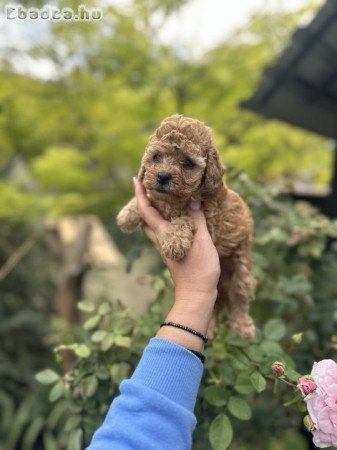 toy puppies and mini poodles