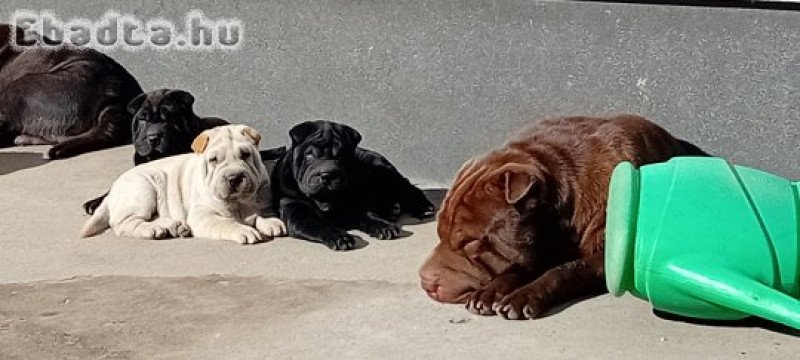 Shar pei kölyök