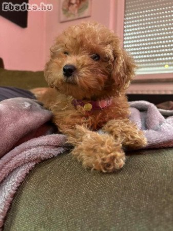 Maltipoo kisfiú