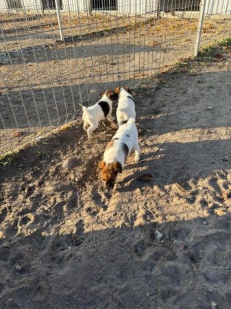 Fox terrier