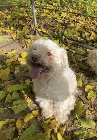 Bichon bolognese