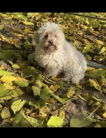 Bichon bolognese