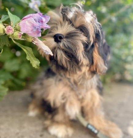 Maltipoo maltai es torpe uszkar