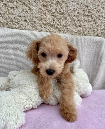 Maltipoo maltai selyes es torpe uszkar