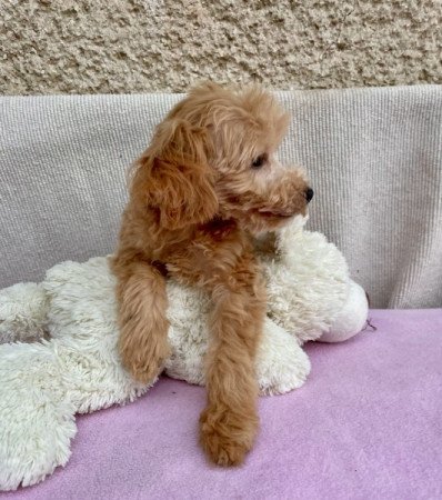 Maltipoo maltai selyes es torpe uszkar