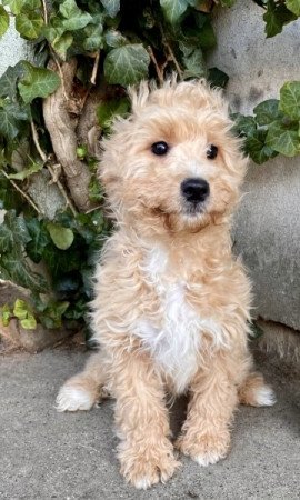 Maltipoo maltai es torpe uszkar