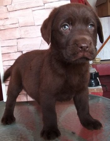 labrador retriever