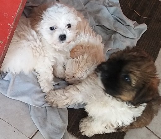 Bichon havanese