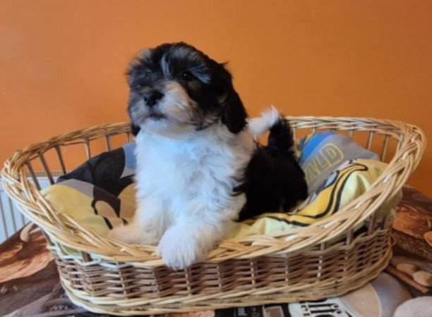 Bichon Havanese