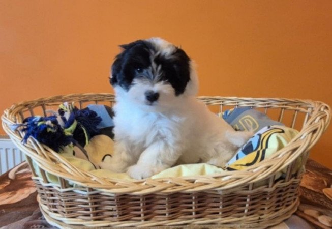 Bichon Havanese