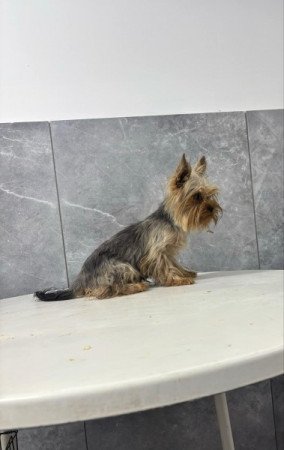 Yorkshire terrier