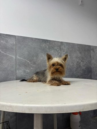 Yorkshire terrier