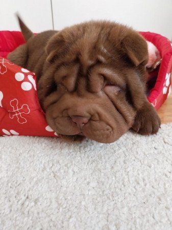 Shar pei sharpei shar-pei