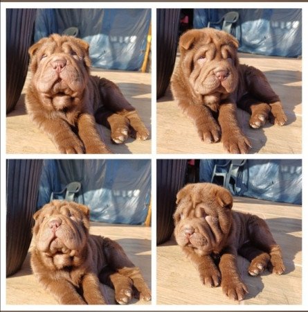 Shar pei sharpei shar-pei