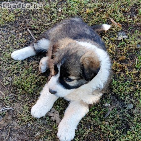 Border collie kölykök