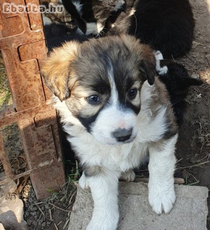 Border collie kölykök