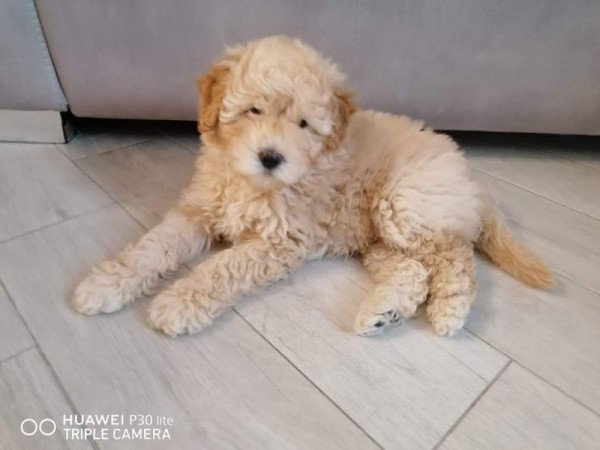 Golden retriever +uszkár =goldendoodle