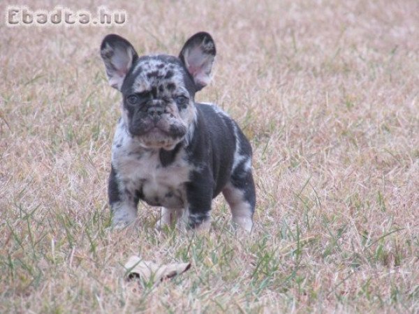 Choco and tan merle francia bulldog kisfiúk