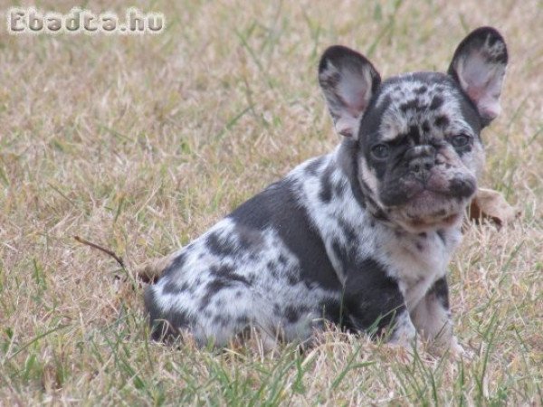 Choco and tan merle francia bulldog kisfiúk