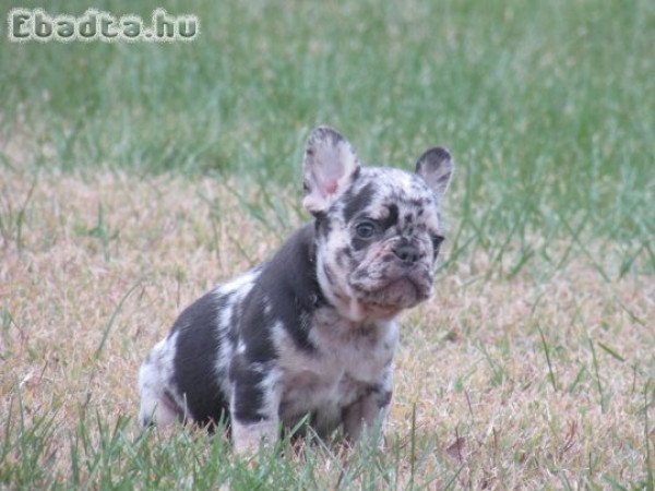 Choco and tan merle francia bulldog kisfiúk