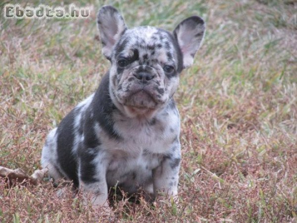 Choco and tan merle francia bulldog kisfiúk