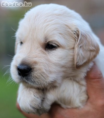 Arany és krém Golden retriever