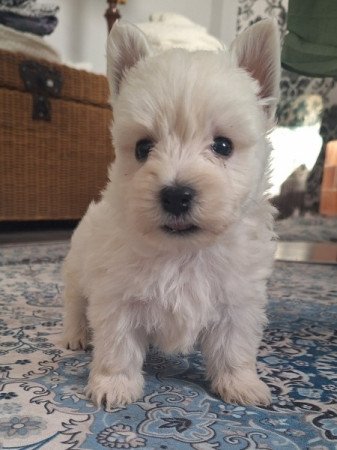 West highland white terrier