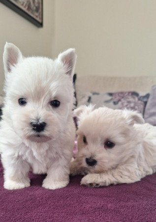 West highland white terrier