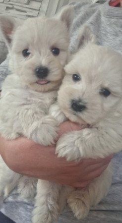 West highland white terrier