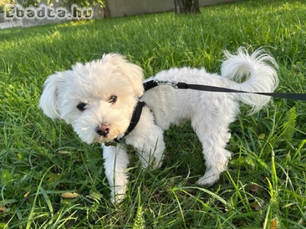 Bichon Havanese