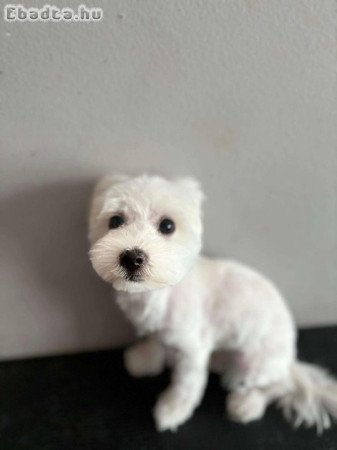 Bichon Havanese