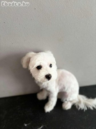 Bichon Havanese