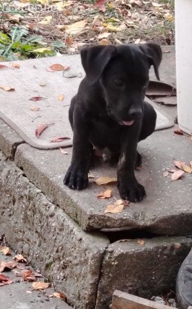 Cane Corso kiskutyák új gazdájikat keresik